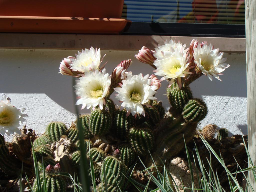 Hostal Les Fonts Castellar De N'Hug Εξωτερικό φωτογραφία